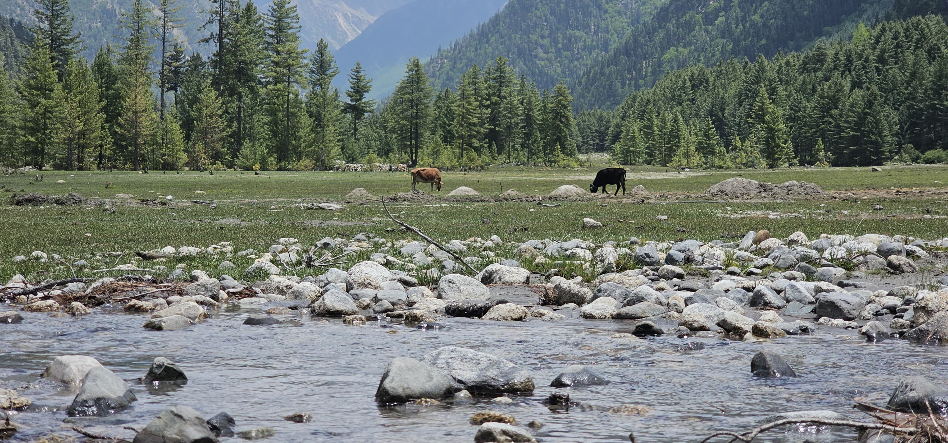 Ranikanda Meadows